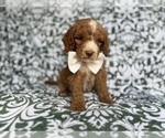 Small #5 Cockapoo (Miniature)