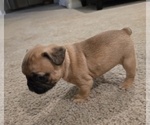 Puppy Dora French Bulldog