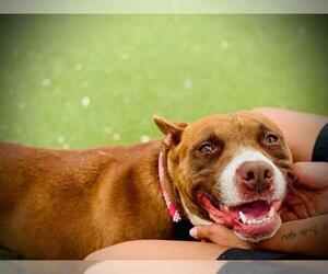 Mutt Dogs for adoption in Orlando, FL, USA