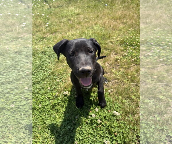 Medium Photo #2 Labrador Retriever-Unknown Mix Puppy For Sale in MIDWAY, UT, USA