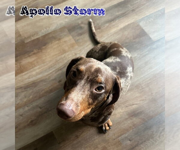 Medium Photo #12 Dachshund Puppy For Sale in San Antonio, TX, USA