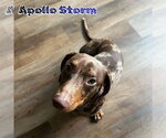 Small #11 Dachshund