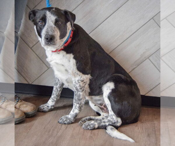 Medium Photo #5 Border Collie-Unknown Mix Puppy For Sale in Huntley, IL, USA