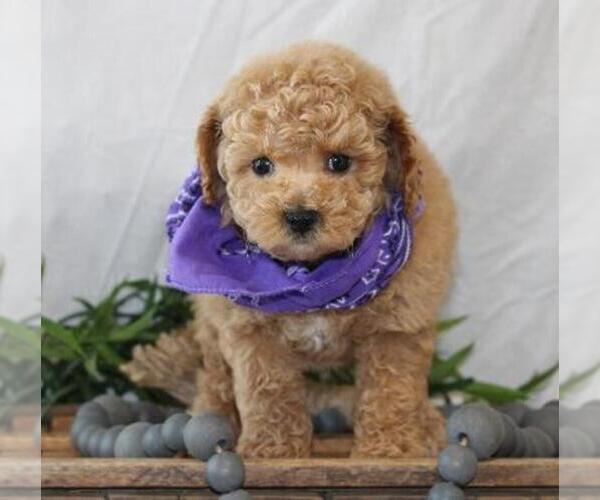 Medium Photo #1 Poodle (Miniature) Puppy For Sale in ORO VALLEY, AZ, USA