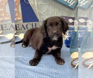 Labrador Retriever-Unknown Mix Dogs for adoption in SHERBURNE, NY, USA
