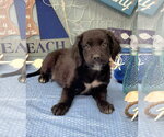 Small Labrador Retriever Mix