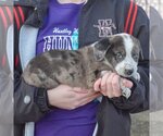 Small Photo #2 Basset Hound-Border Collie Mix Puppy For Sale in Huntley, IL, USA