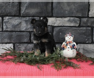 German Shepherd Dog Puppy for sale in MILLERSBURG, OH, USA