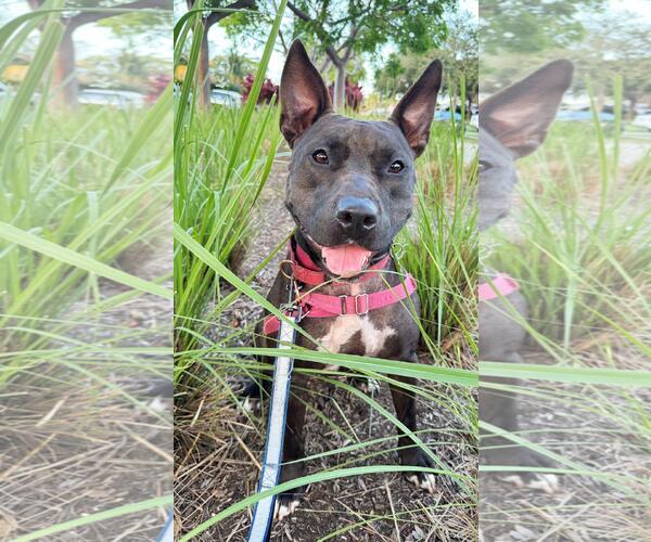 Medium Photo #3 Mutt Puppy For Sale in Pompano Beach , FL, USA