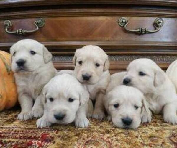 Medium Photo #2 Golden Retriever Puppy For Sale in SACRAMENTO, CA, USA
