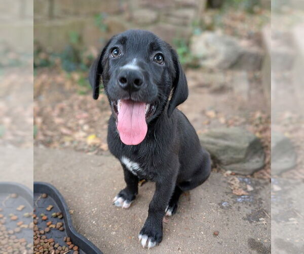 Medium Photo #12 Golden Retriever-Unknown Mix Puppy For Sale in Vail, AZ, USA