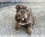 Small Photo #3 Bulldog Puppy For Sale in CORONA, CA, USA