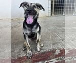 Small #3 Retriever  Mix
