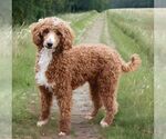 Small Photo #1 Cavapoo (Miniature) Puppy For Sale in RONKS, PA, USA