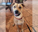 Small #1 Labrador Retriever Mix