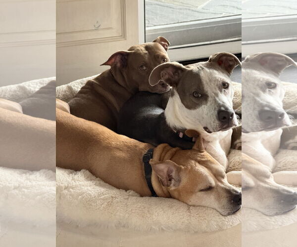 Medium Photo #4 American Staffordshire Terrier-German Shepherd Dog Mix Puppy For Sale in Spotsylvania, VA, USA