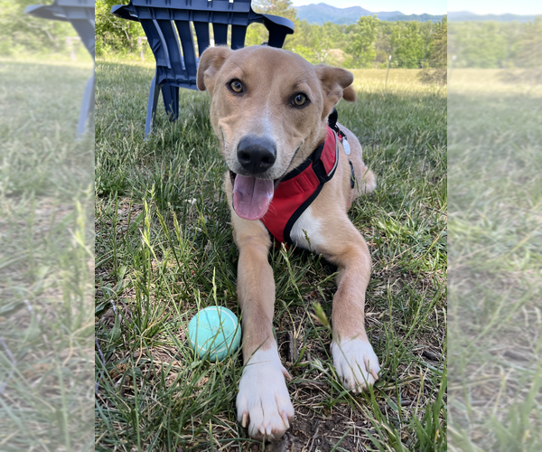 Medium Photo #9 Mutt Puppy For Sale in Candler, NC, USA