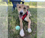 Small #8 Mutt