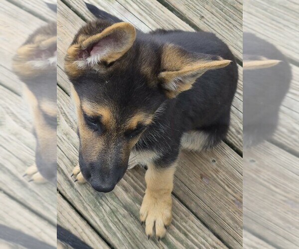 Medium Photo #10 German Shepherd Dog Puppy For Sale in WYTHEVILLE, VA, USA