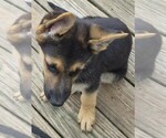 Small #9 German Shepherd Dog