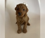 Small #1 Goldendoodle