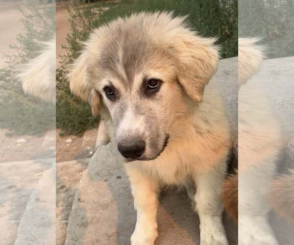 Medium Photo #4 Great Pyrenees Puppy For Sale in Sandy, UT, USA