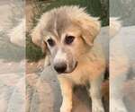 Small #3 Great Pyrenees