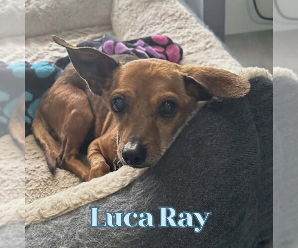 Medium Photo #3 Chiweenie Puppy For Sale in San Antonio, TX, USA
