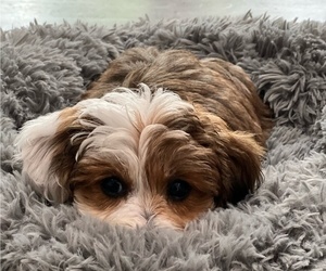 Father of the YorkiePoo puppies born on 06/24/2025