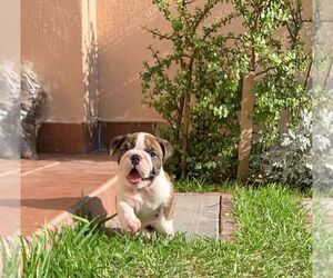 English Bulldog Puppy for sale in CHULA VISTA, CA, USA