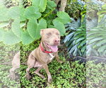 Small #2 American Pit Bull Terrier