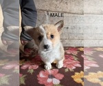 Small #4 Pembroke Welsh Corgi