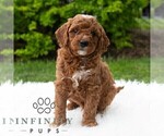Small #5 Poodle (Miniature)