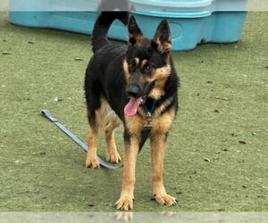 German Shepherd Dog Dogs for adoption in Martinez, CA, USA