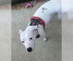 Small #4 American Pit Bull Terrier Mix