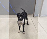 GYPSY - Female Staffordshire Bull Terrier-Unknown Mix Dog for Adoption - Small photo