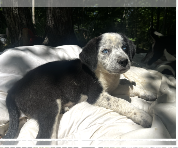 Medium Photo #3 Australian Shepherd-Unknown Mix Puppy For Sale in Aurora, IN, USA