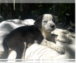 Small #2 Australian Shepherd Mix