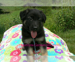Small #5 German Shepherd Dog
