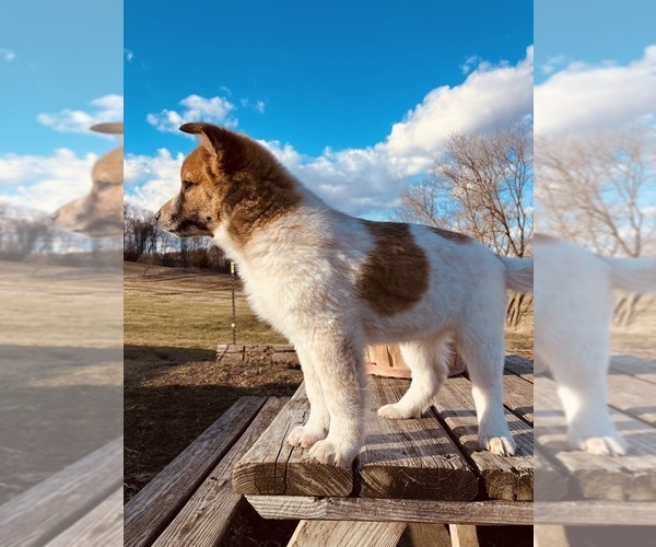 Medium Photo #1 American Eskimo Dog-Border Collie Mix Puppy For Sale in HILLSBORO, WI, USA