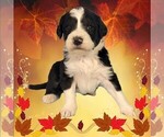 Small Photo #29 Bernedoodle Puppy For Sale in BLACK FOREST, CO, USA