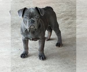 Medium French Bulldog