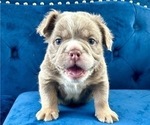 Small Photo #2 English Bulldog Puppy For Sale in PHILADELPHIA, PA, USA