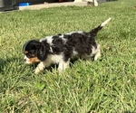 Small Photo #7 Cavalier King Charles Spaniel Puppy For Sale in CUBA, MO, USA