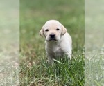 Small #1 Labrador Retriever