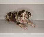 Small #1 American Bully