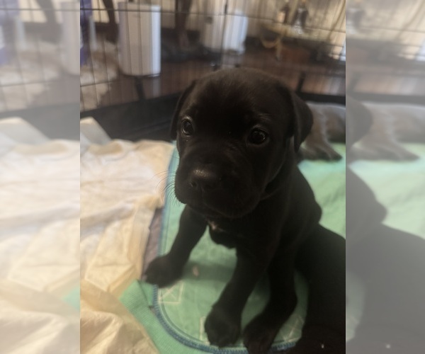 Medium Photo #3 Cane Corso-German Shepherd Dog Mix Puppy For Sale in SPRING, TX, USA