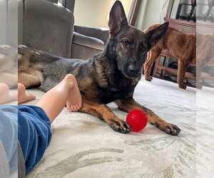 German Shepherd Dog Dogs for adoption in Millburn, NJ, USA