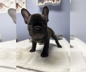 French Bulldog Puppy for sale in SCOTTSDALE, AZ, USA