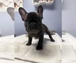 Image preview for Ad Listing. Nickname: Brindle boy